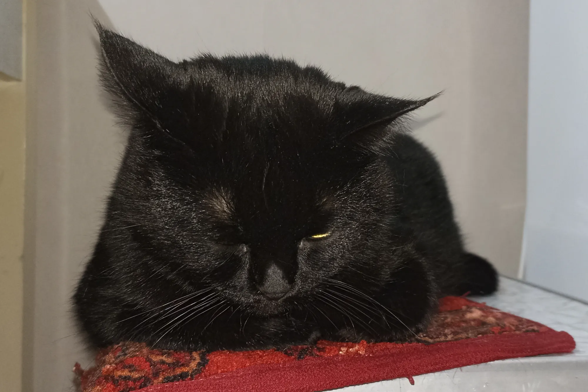 Эта дура села рядом, когда я тёрла лук, и дико чихала.