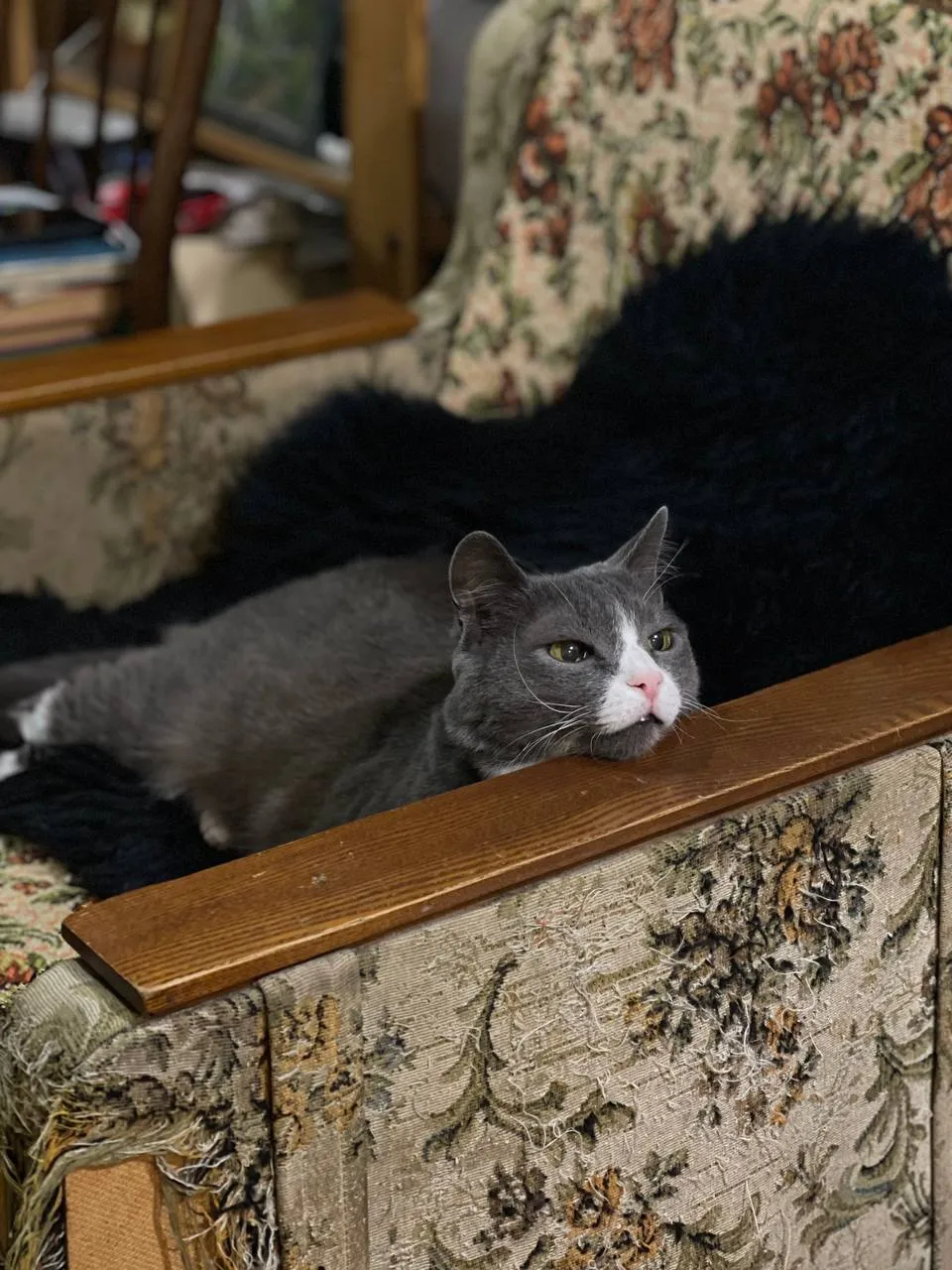 Кресло ободрал не он. Это до него.