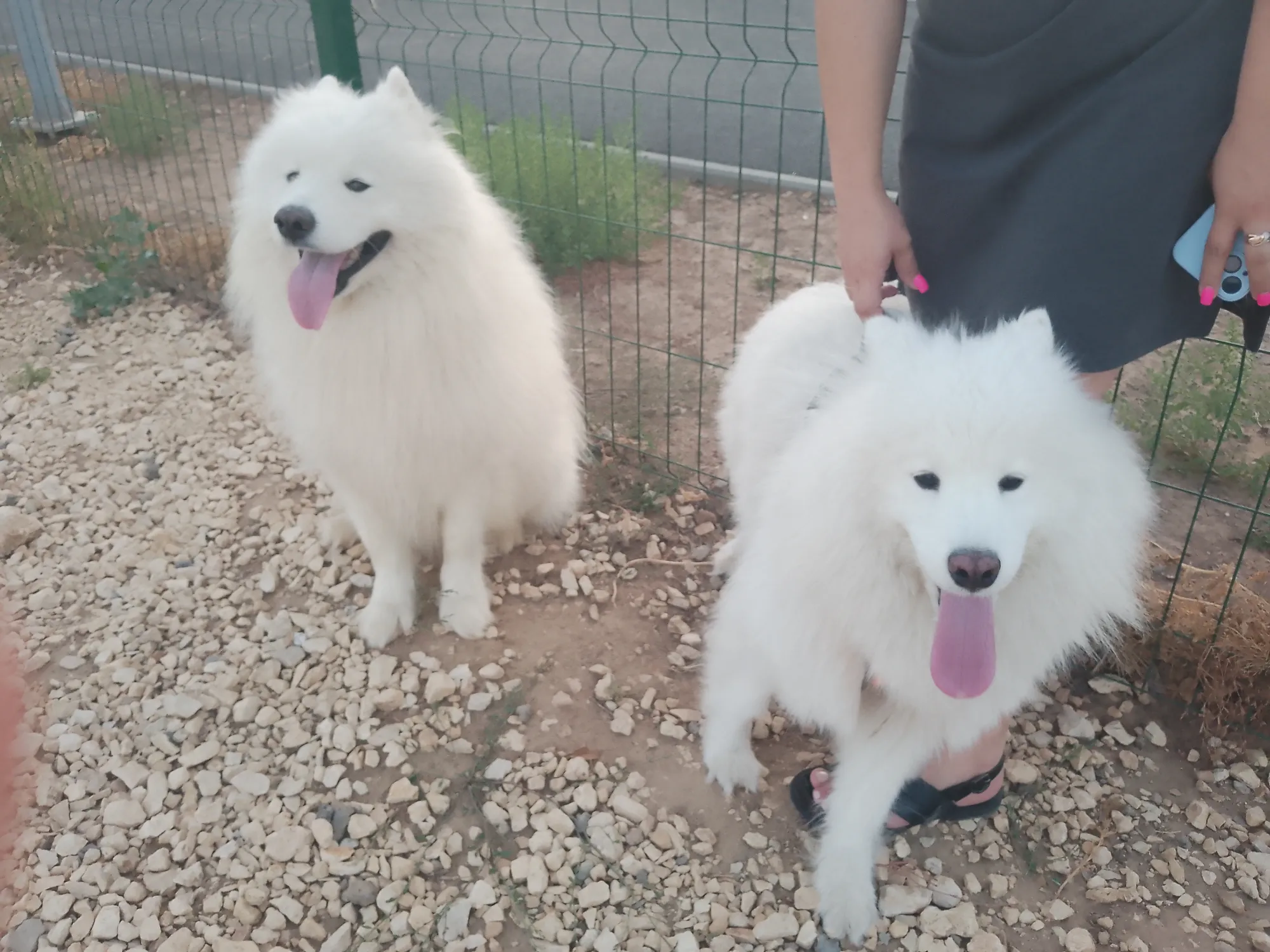 Зашла самоедка на площадку