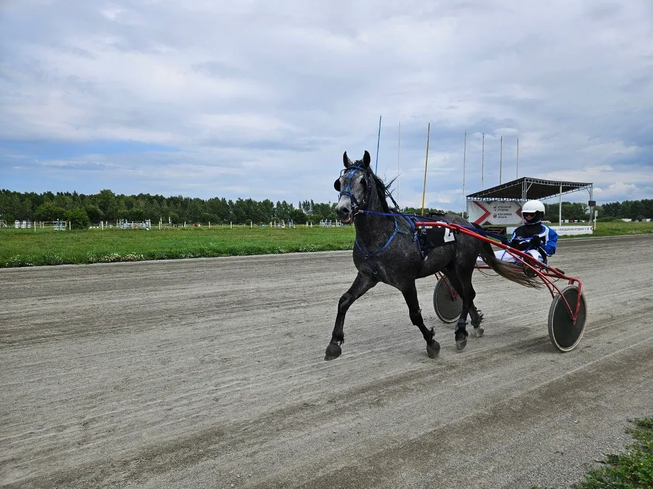 Вывезла своего всадника на прогулку...