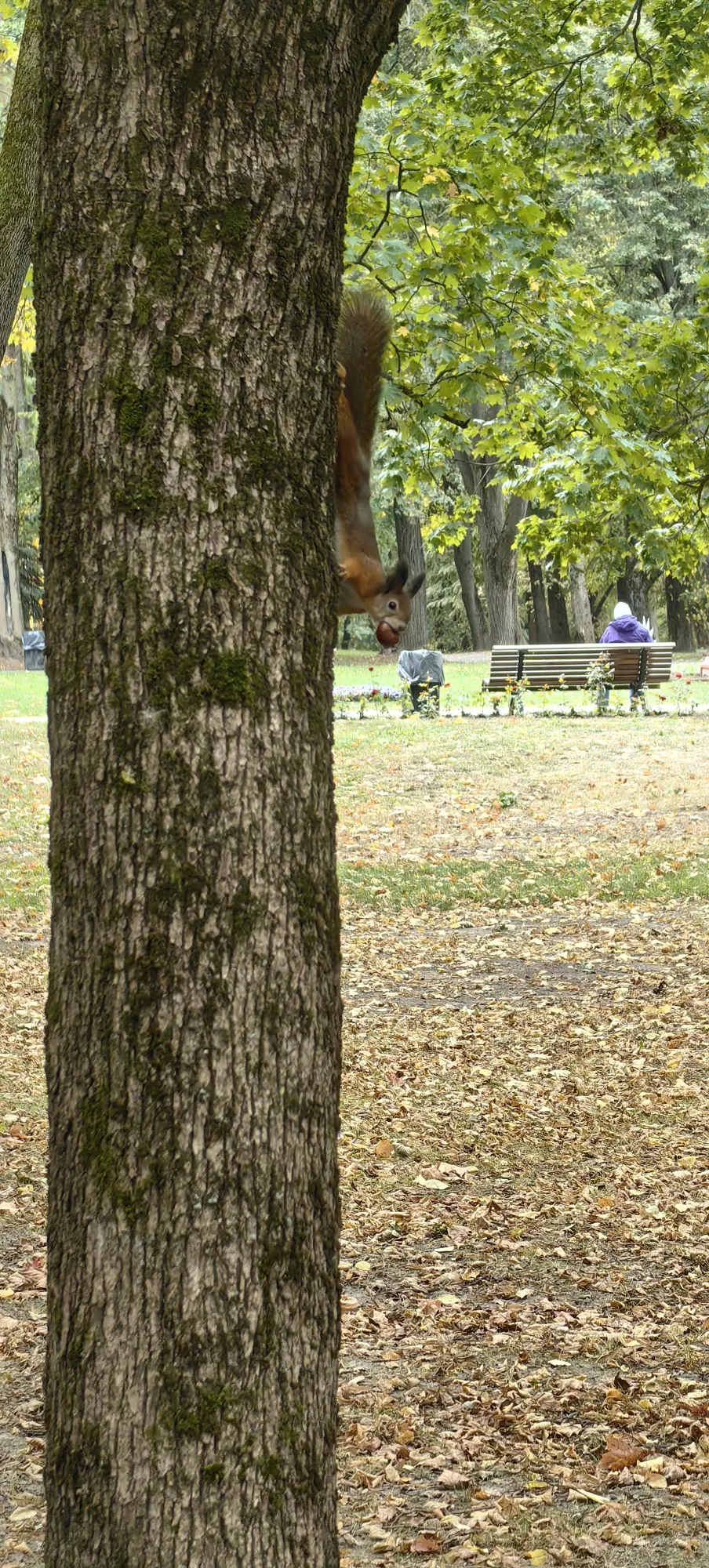 С каштаном в зубах