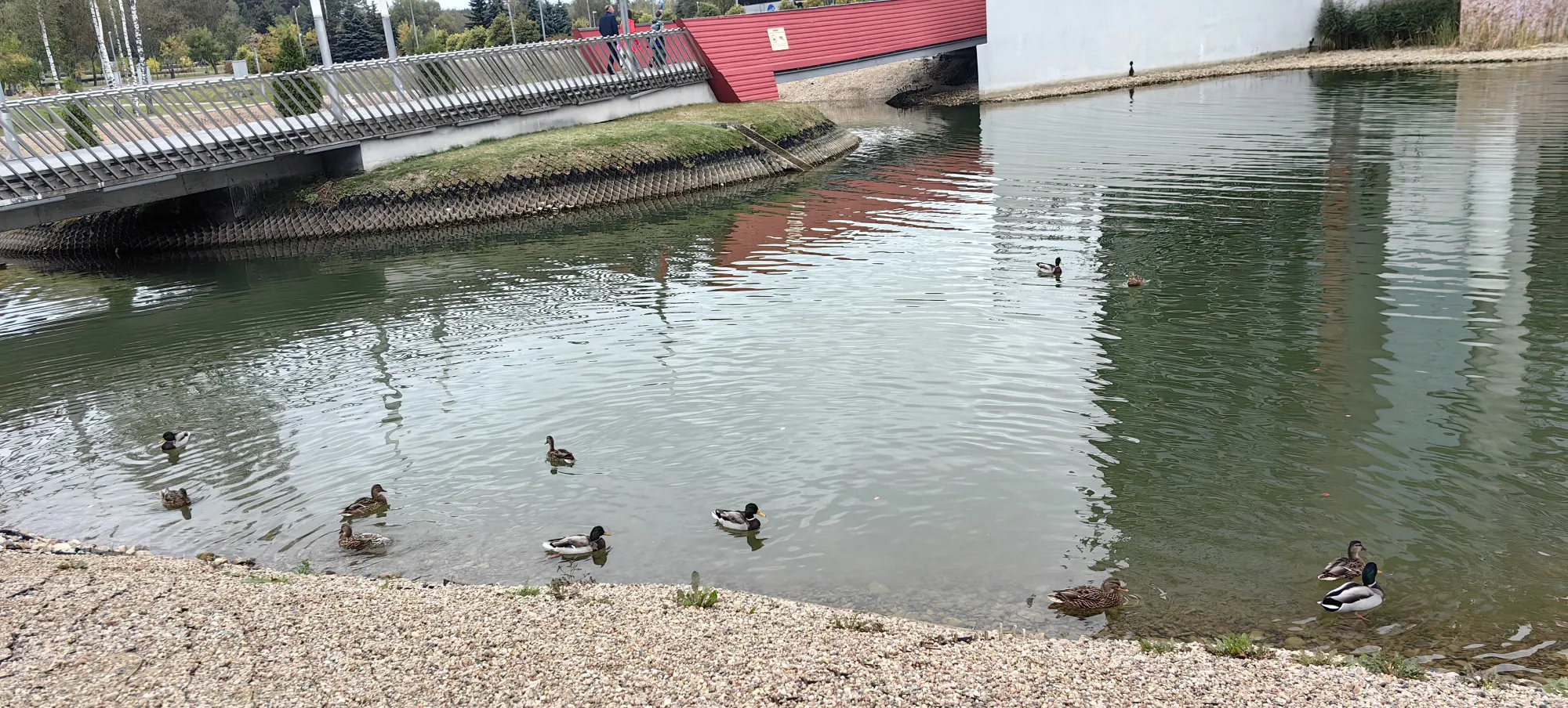 Полюбовались уточками