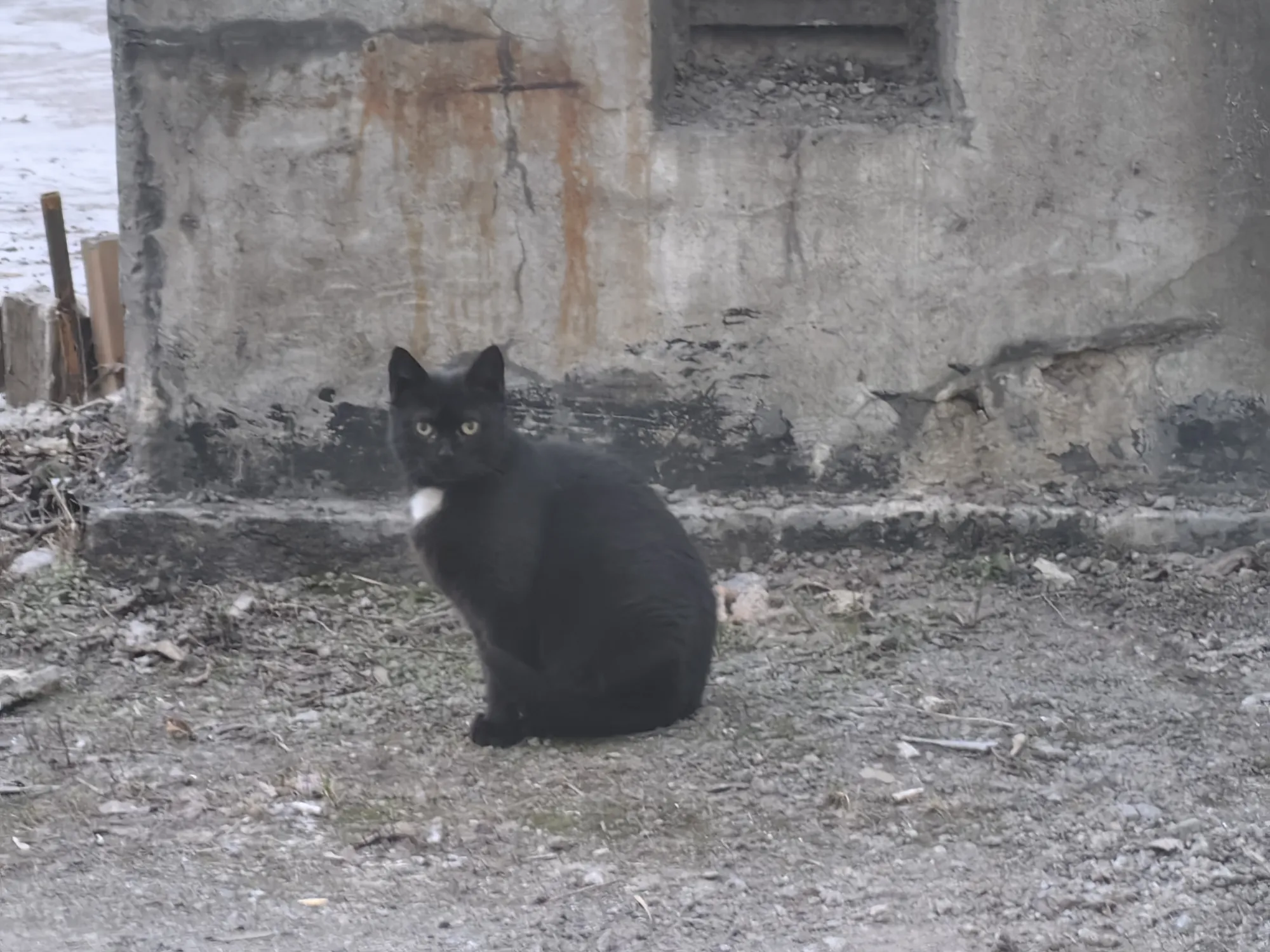 Заводской кот