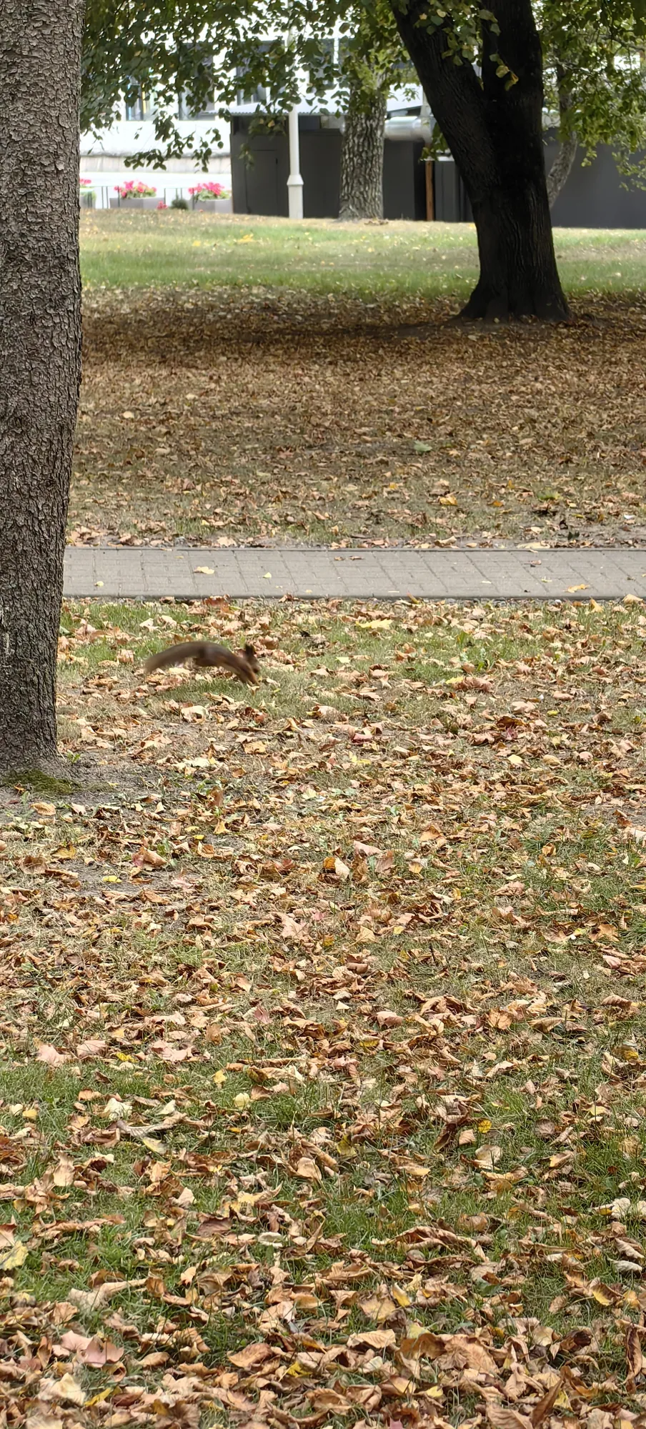 И там сразу встретили белочку
