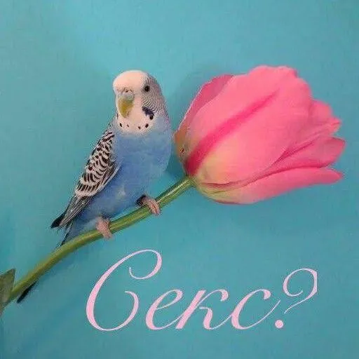 Главное, ты пыталась