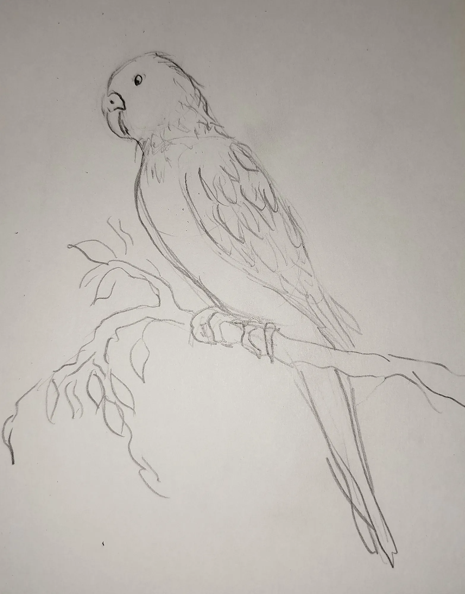 Попугай же ж