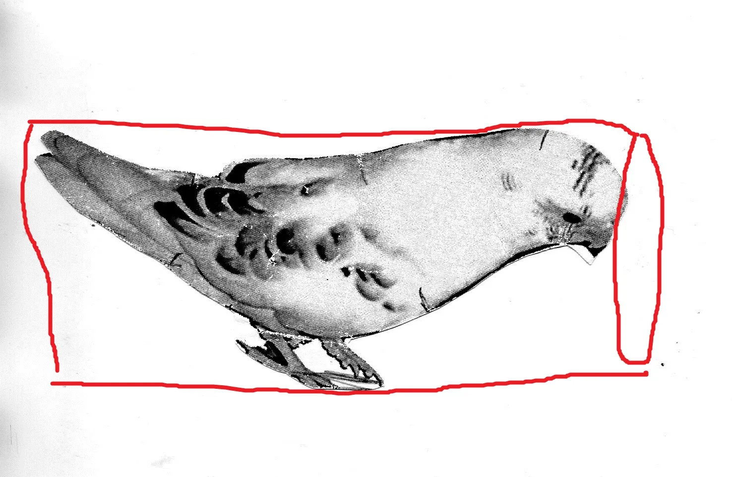 примерно вот так располагалась&nbsp; фотография на бревне.