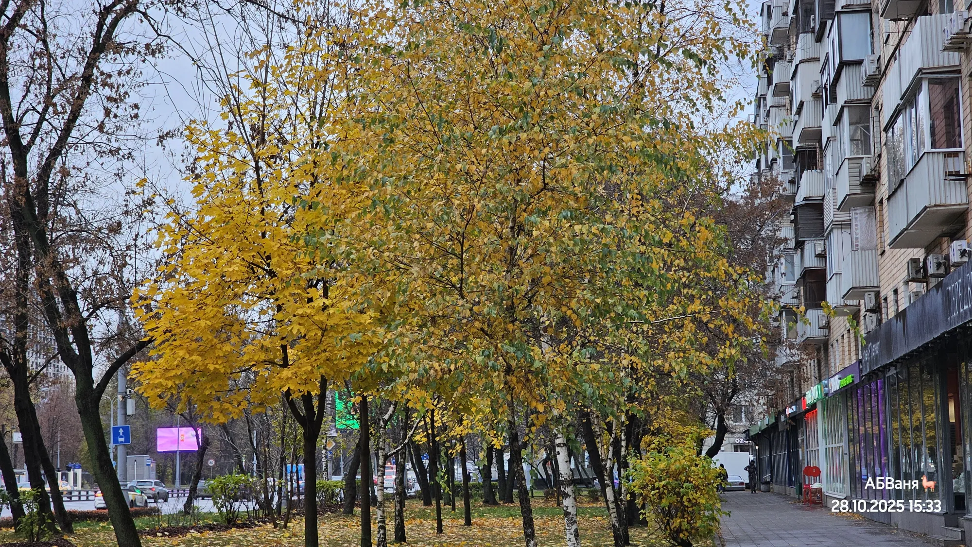 Тут золотая осень даже ярче, чем в парке... однако