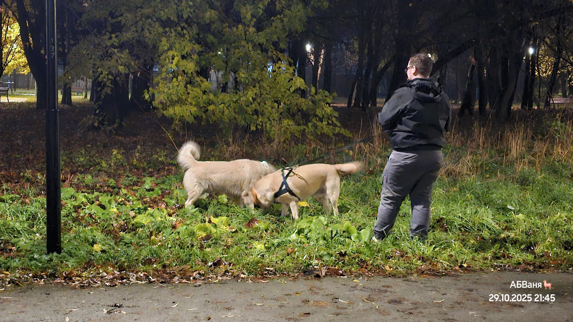 Залип на этих двух лабрадоров