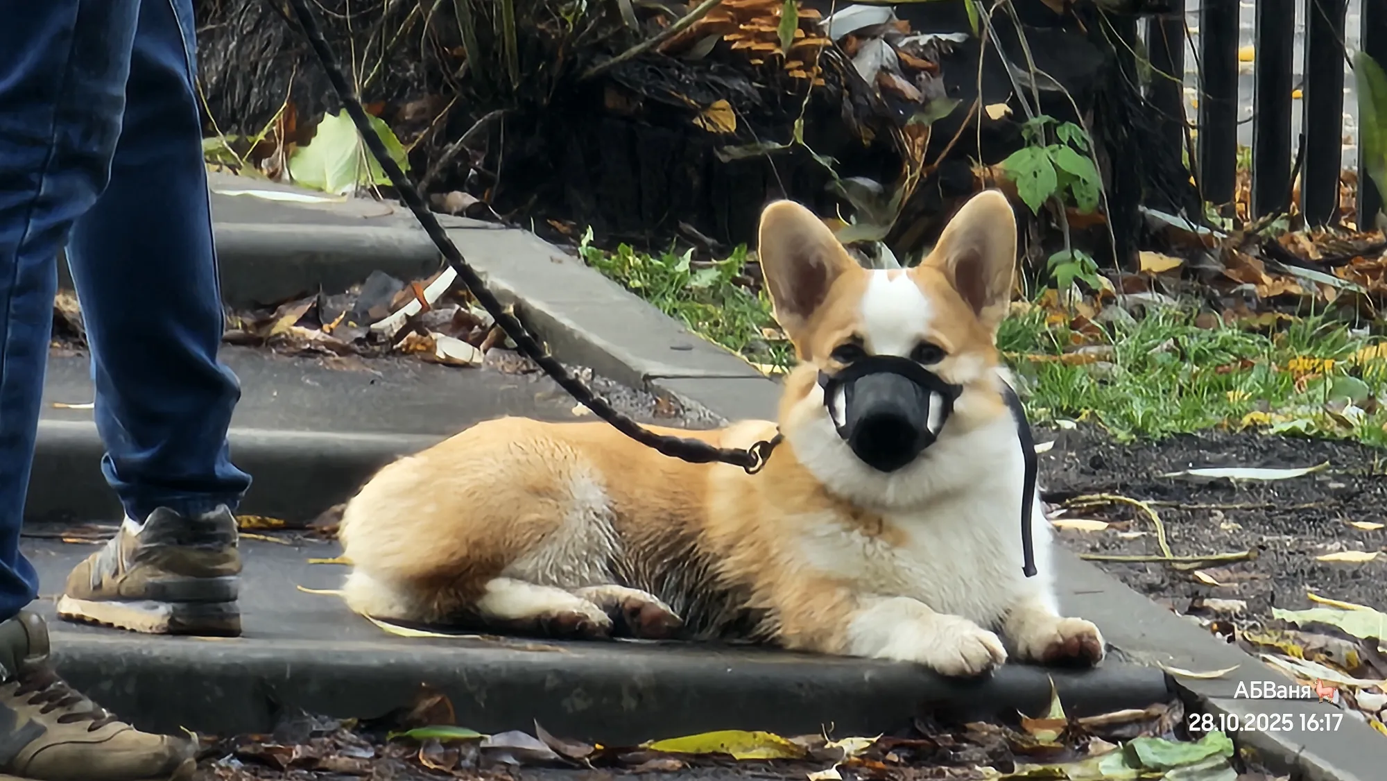 Этот коргуша так внимательно на меня прицепился... тю, сладкий булочка!