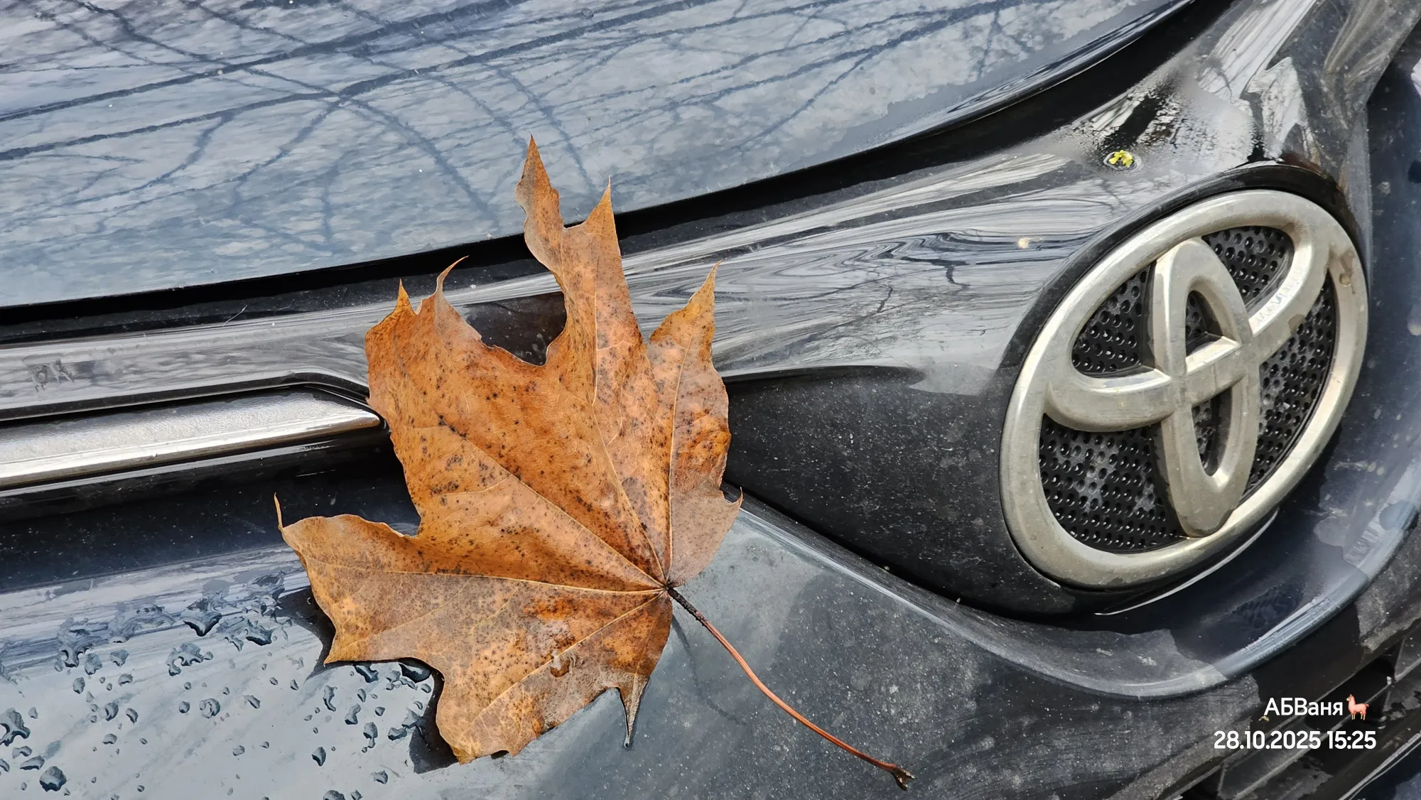Прикольно так листочек клёна прилепился на Тойоту