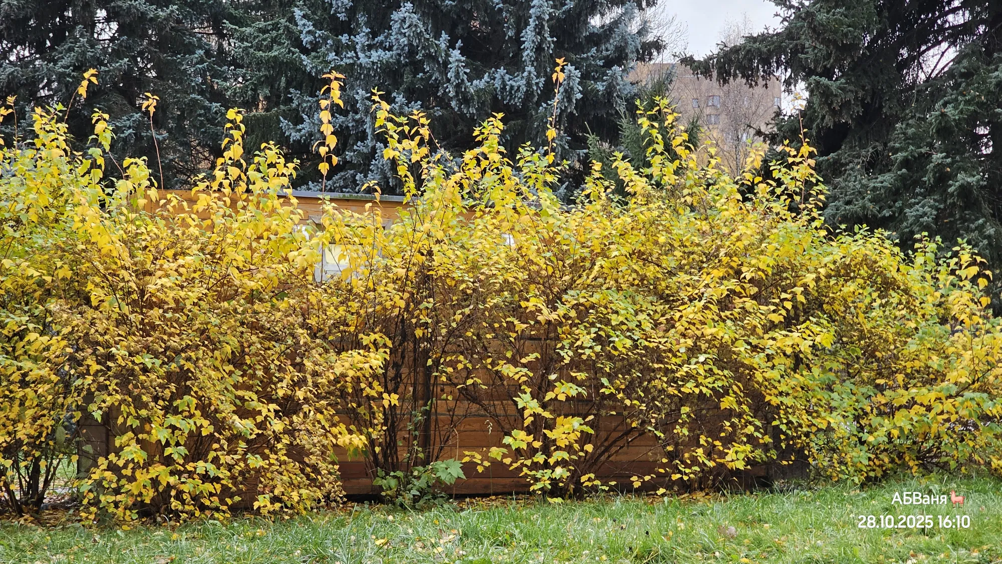 С оттенками жёлтого