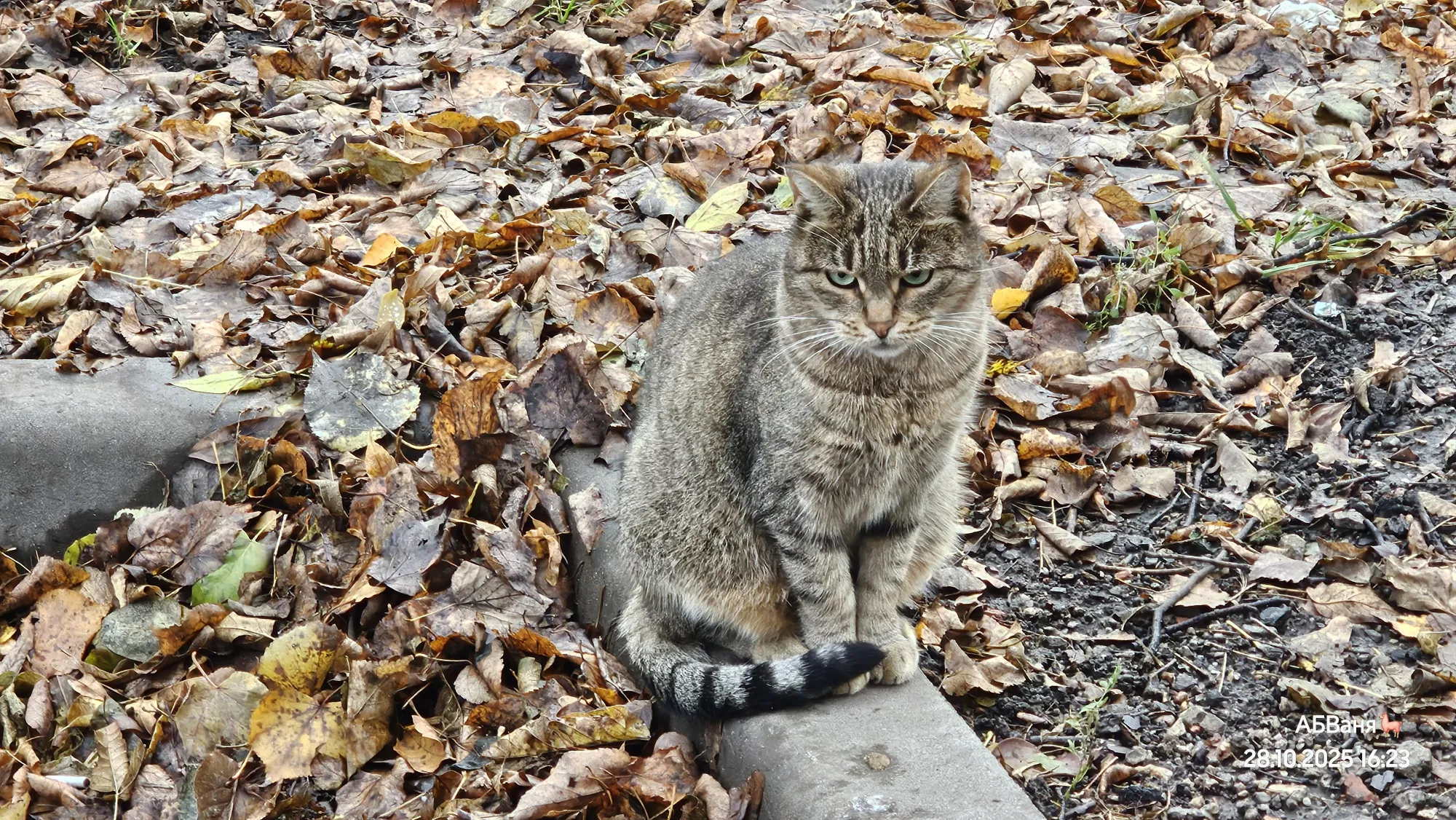 Типичный уличный кошкакот
