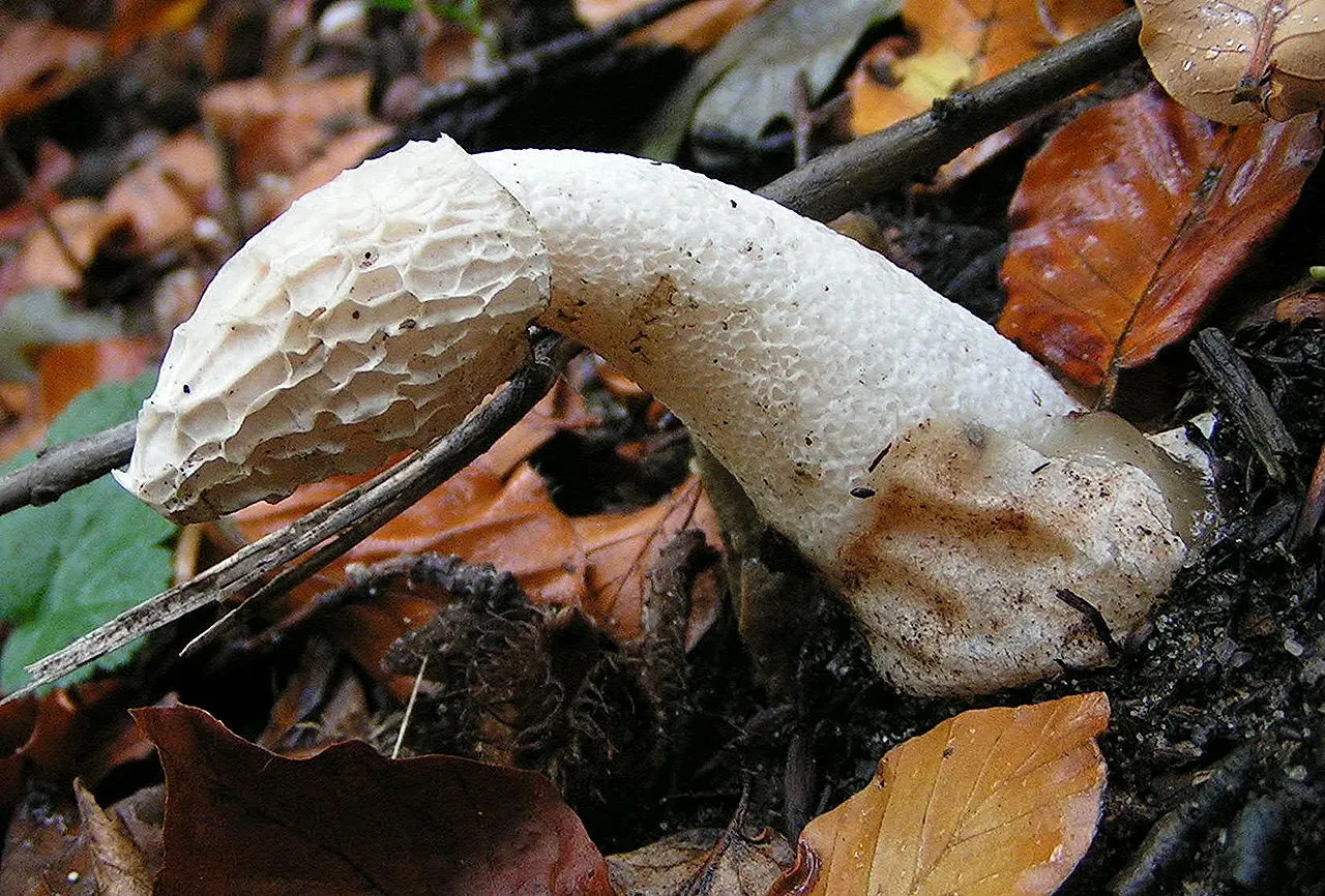 После настойки