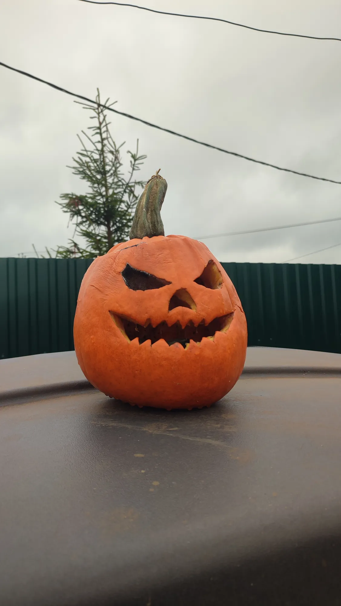 Видимо соседи заранее вырезали и она портиться начала, поставили ее на мусорку)