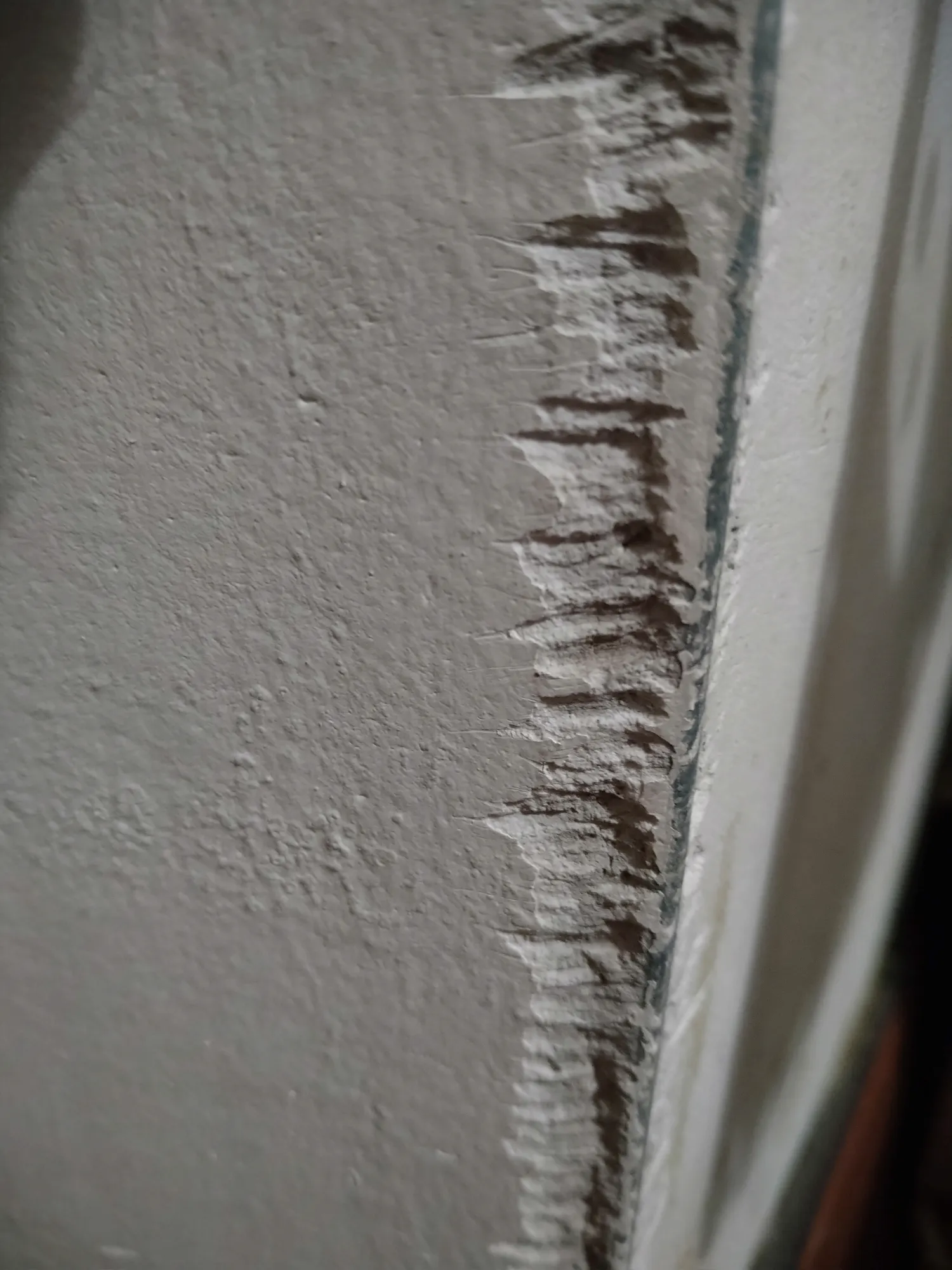 Была у нас крольчиха... Следы остались по всей квартире :)