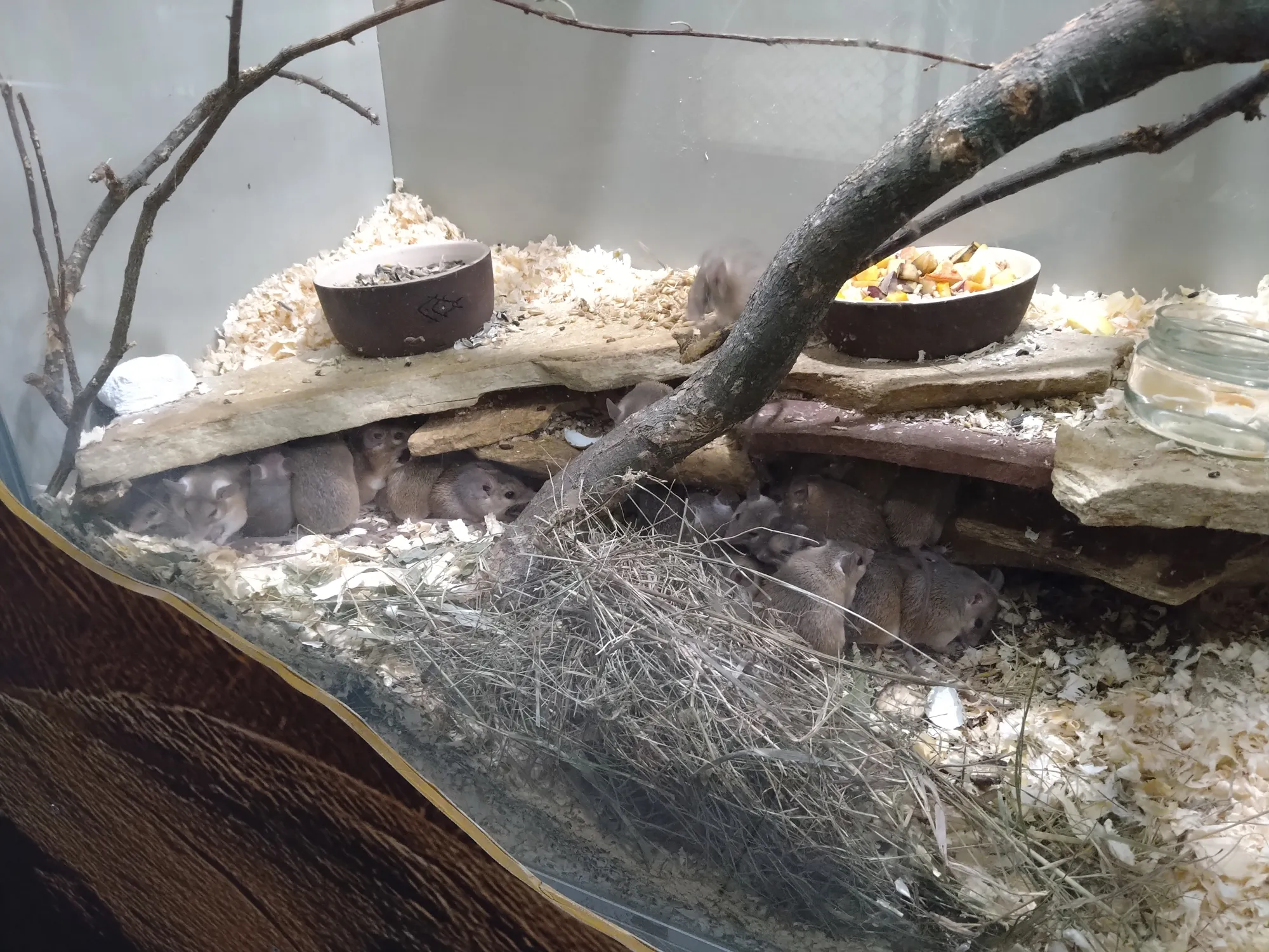 Мышиная коммуналка