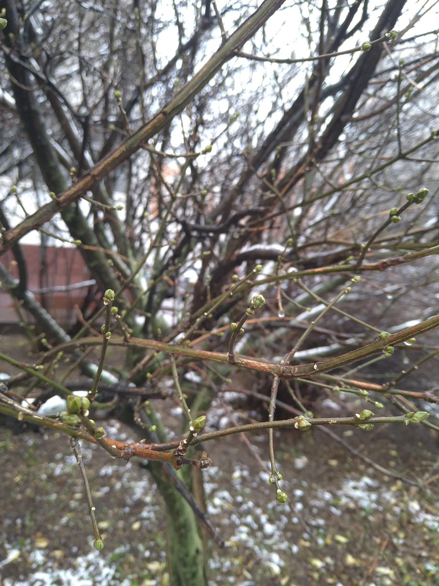 Но у кого-то снова весна