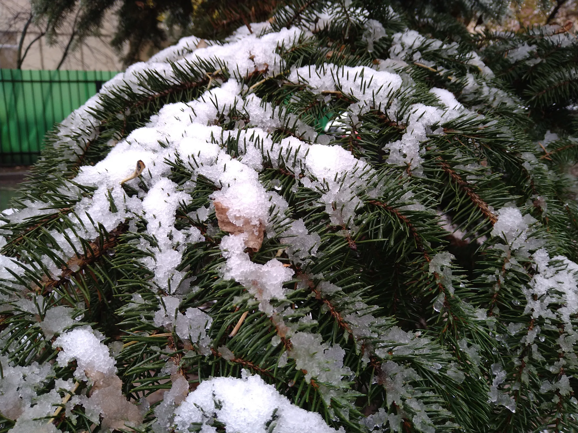 И вот снова снег!