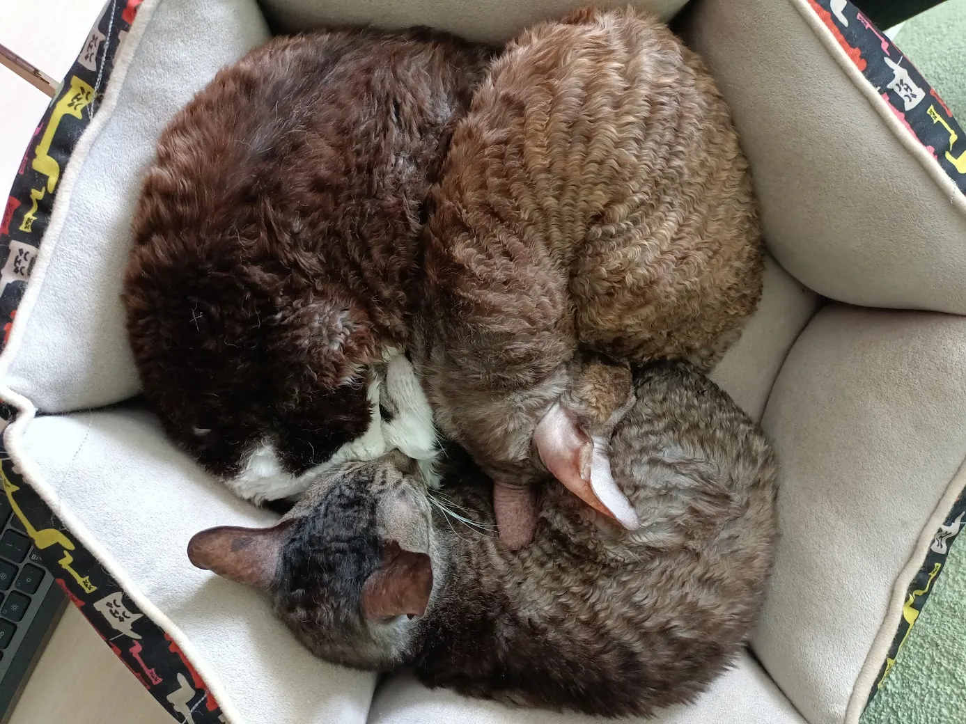 Вот, они как раз спят )