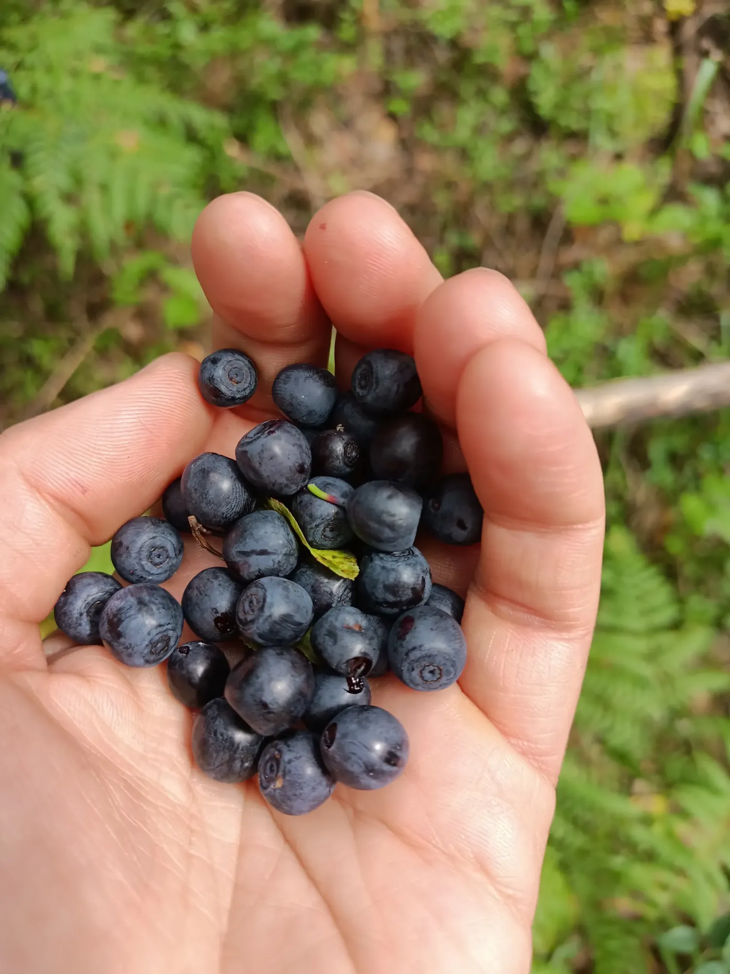 Там, где я живу, такое не растёт. А очень вкусно!