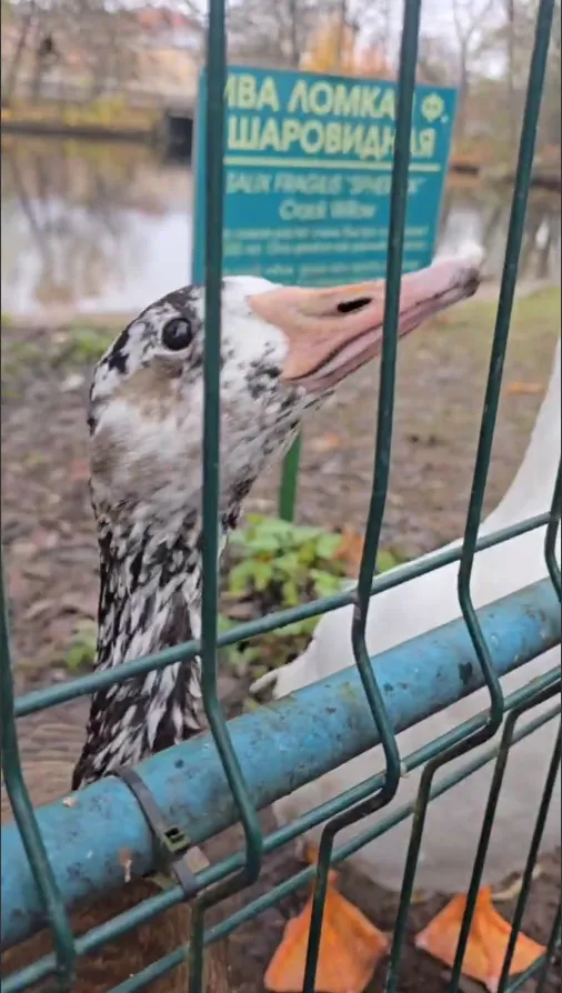 Один белый, другой серый. Оказывается это разные породы (прочитали на табличках), то есть бабуся из песни была владелицей двух гусей разных пород )