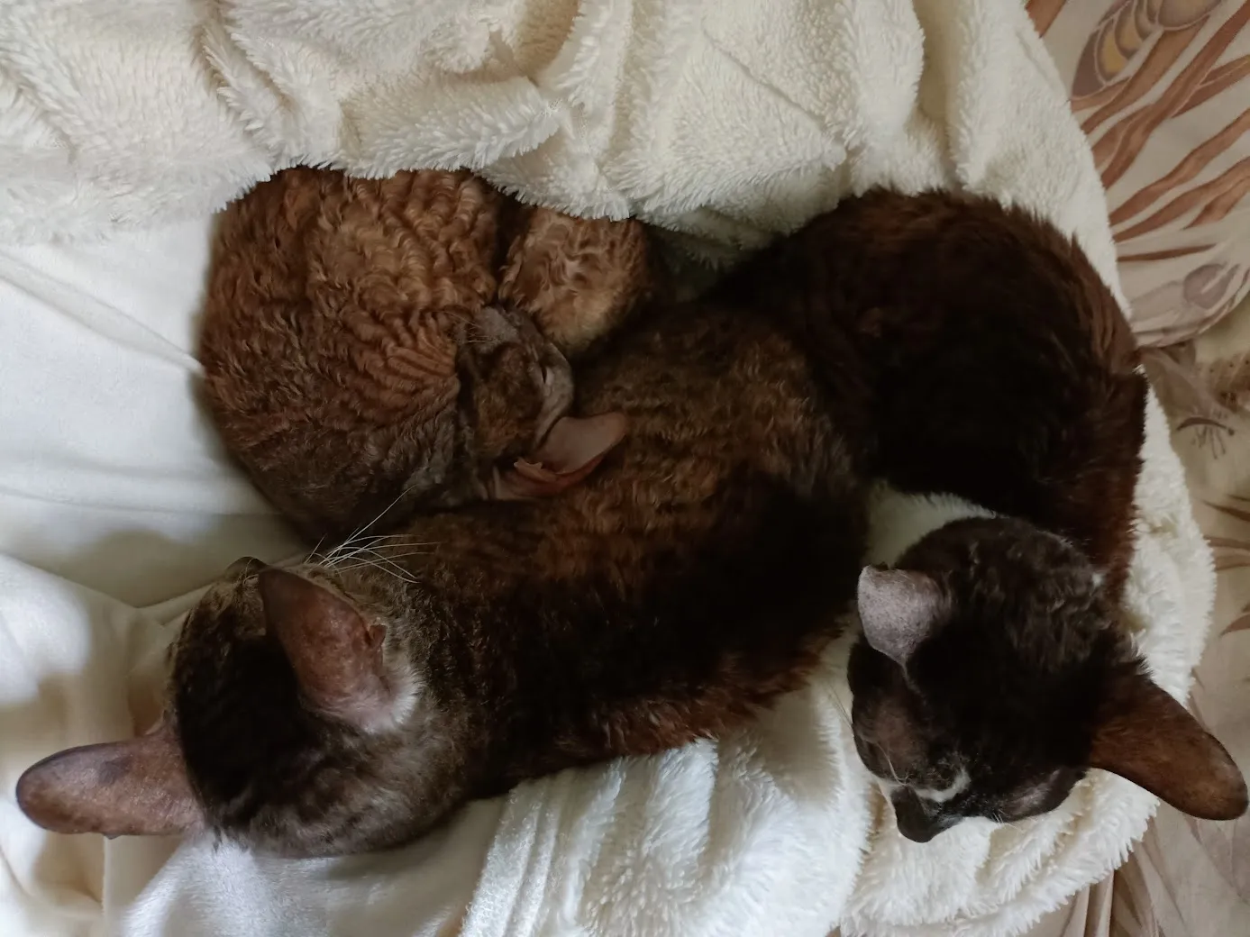 Улеглись, не кантовать