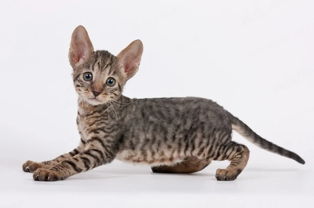 Ну разве можно было не оставить себе это чудо?&nbsp;