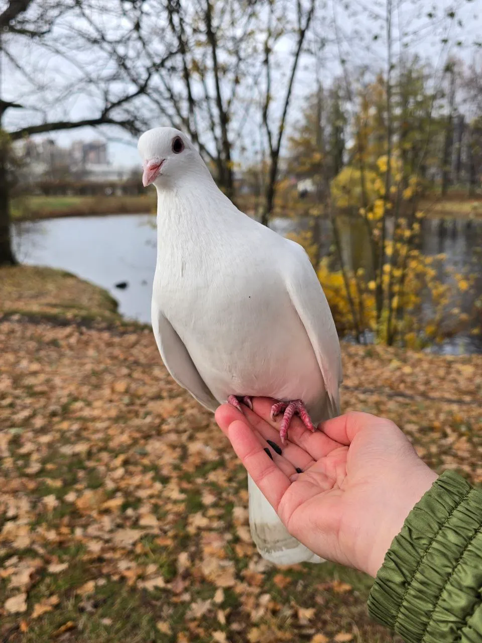 Эти бессовестные создания садятся прямо на руку, когда на ней есть семки, а когда семки заканчиваются, они ждут, когда ты насыпешь ещё