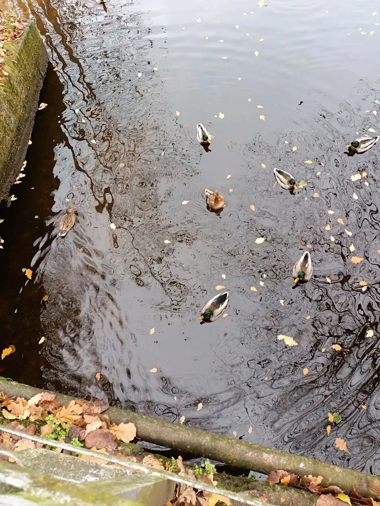 Кажется я уже говорила, что утки это прекрасно? :)