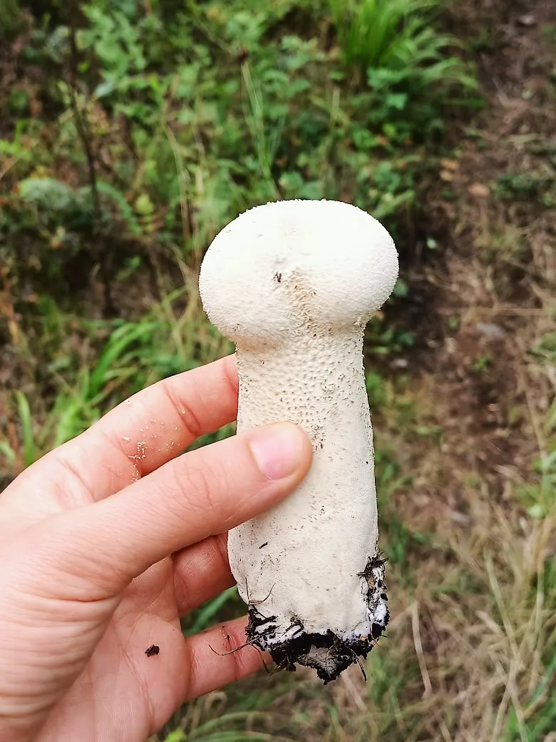 Не совсем такой, но тоже симпатичный