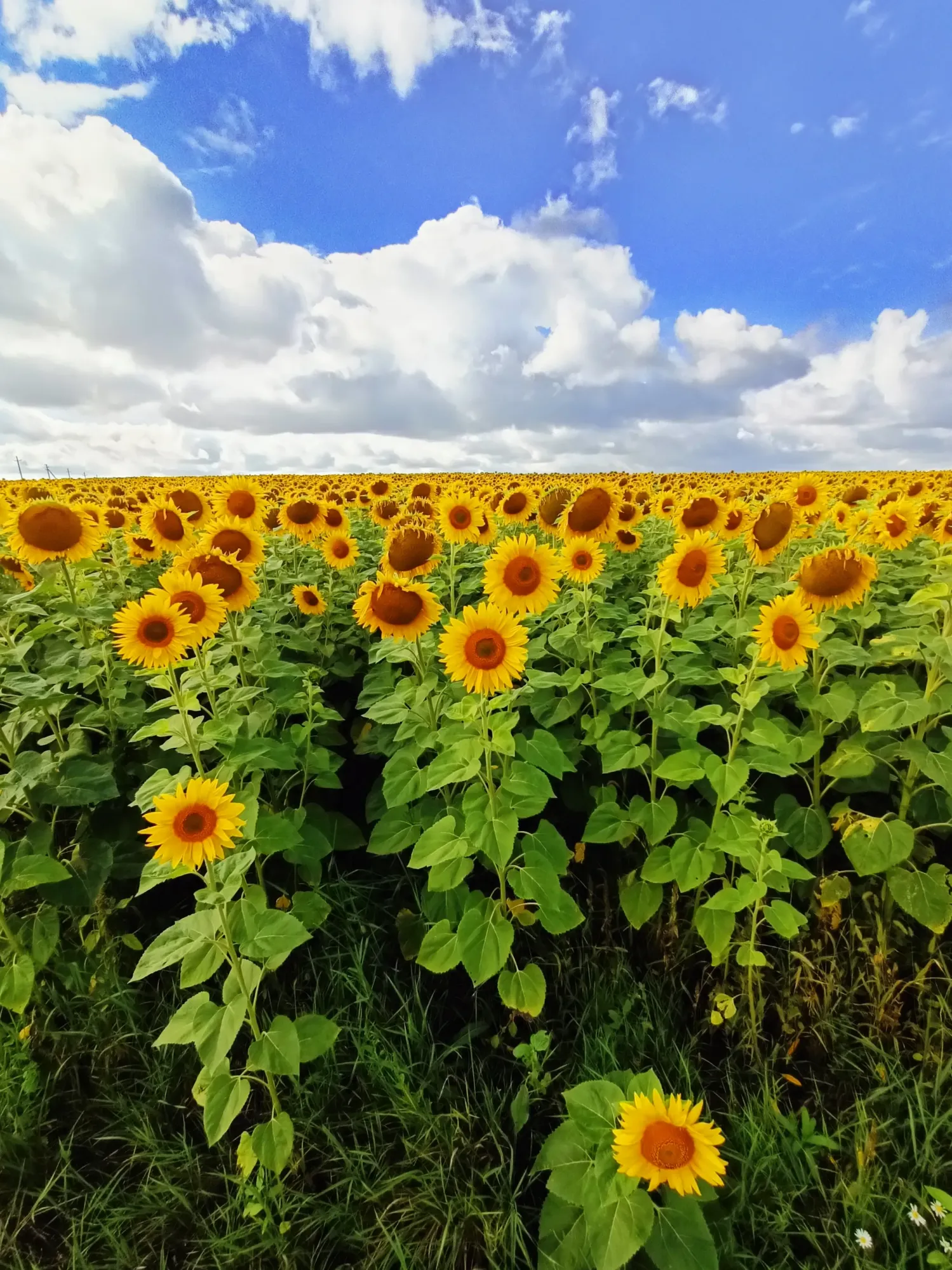 Большая семья подсолнухов где-то в Самарской области