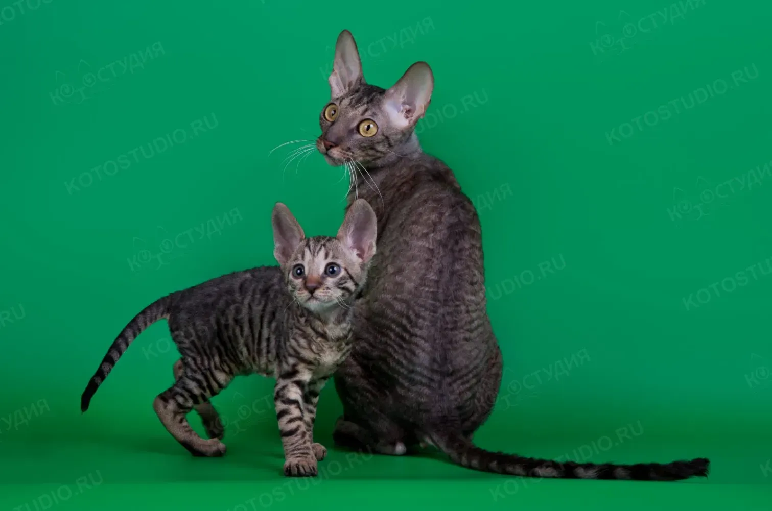 Чернушка с сыночком Буравчиком