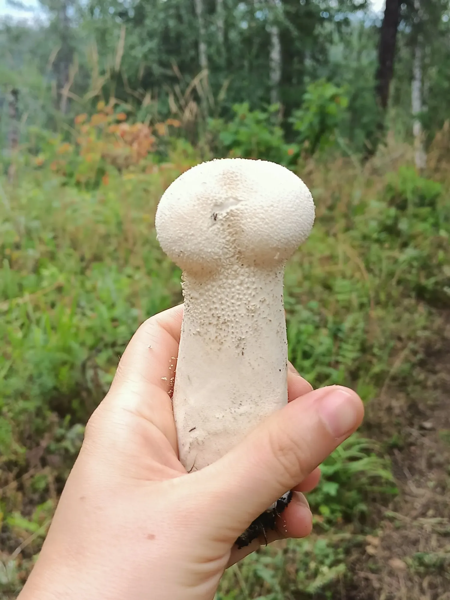 Э-э-э, это просто грибок такой нашла