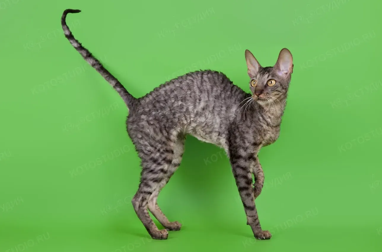 Ну а теперь вы видели всё! Ноги от ушей - это про Чернушку. Кстати это не спина горбатая, это отличительный породный признак корниш рекса - высокая арка, признак длинного гибкого позвоночника. Прописана в стандарте породы