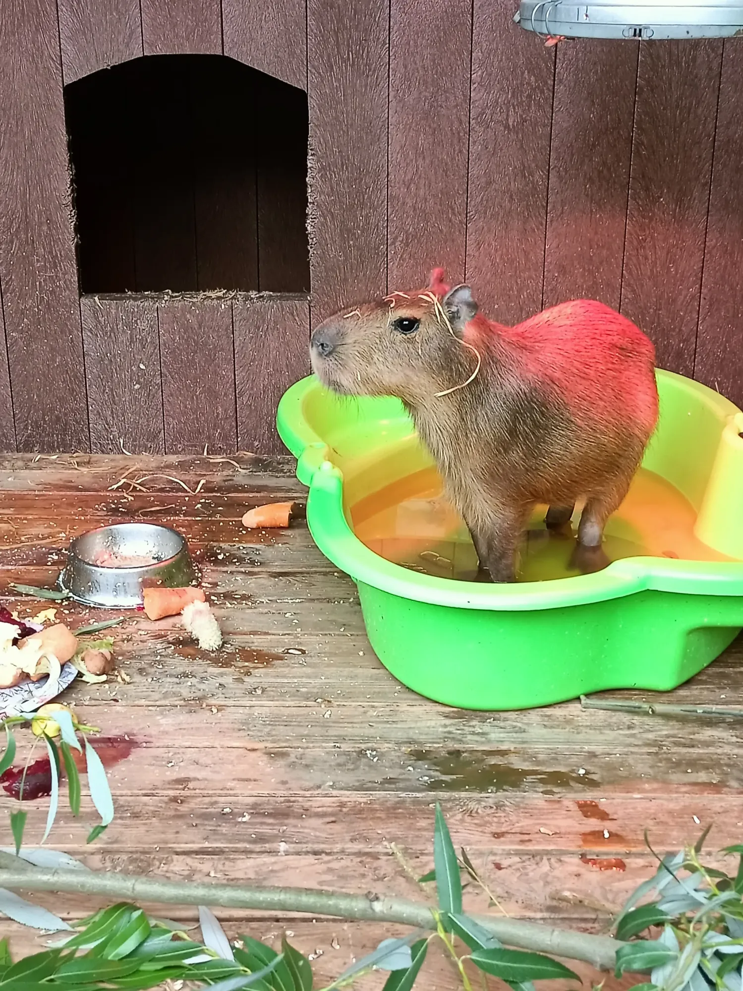 Капибарёнок из зоопарка в Екатеринбурге