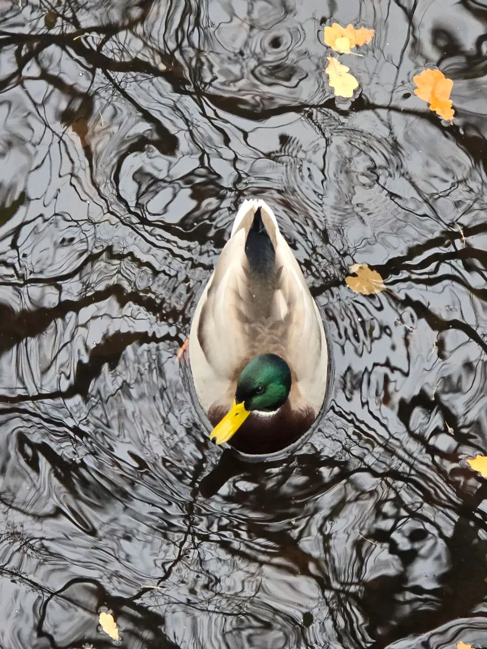 И селезни тоже )