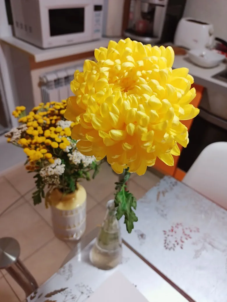 Хризантема уже стоит недели полторы и облетать ещё не собирается. Поставлю-ка я её в холодильник, авось ещё и до возвращения доживёт )