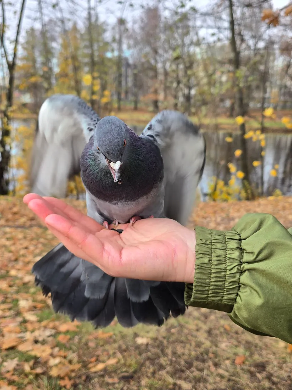 Один серый, другой белый, прилетали по очереди и жрали прямо с руки. Остальные смотрели и завидовали их наглости