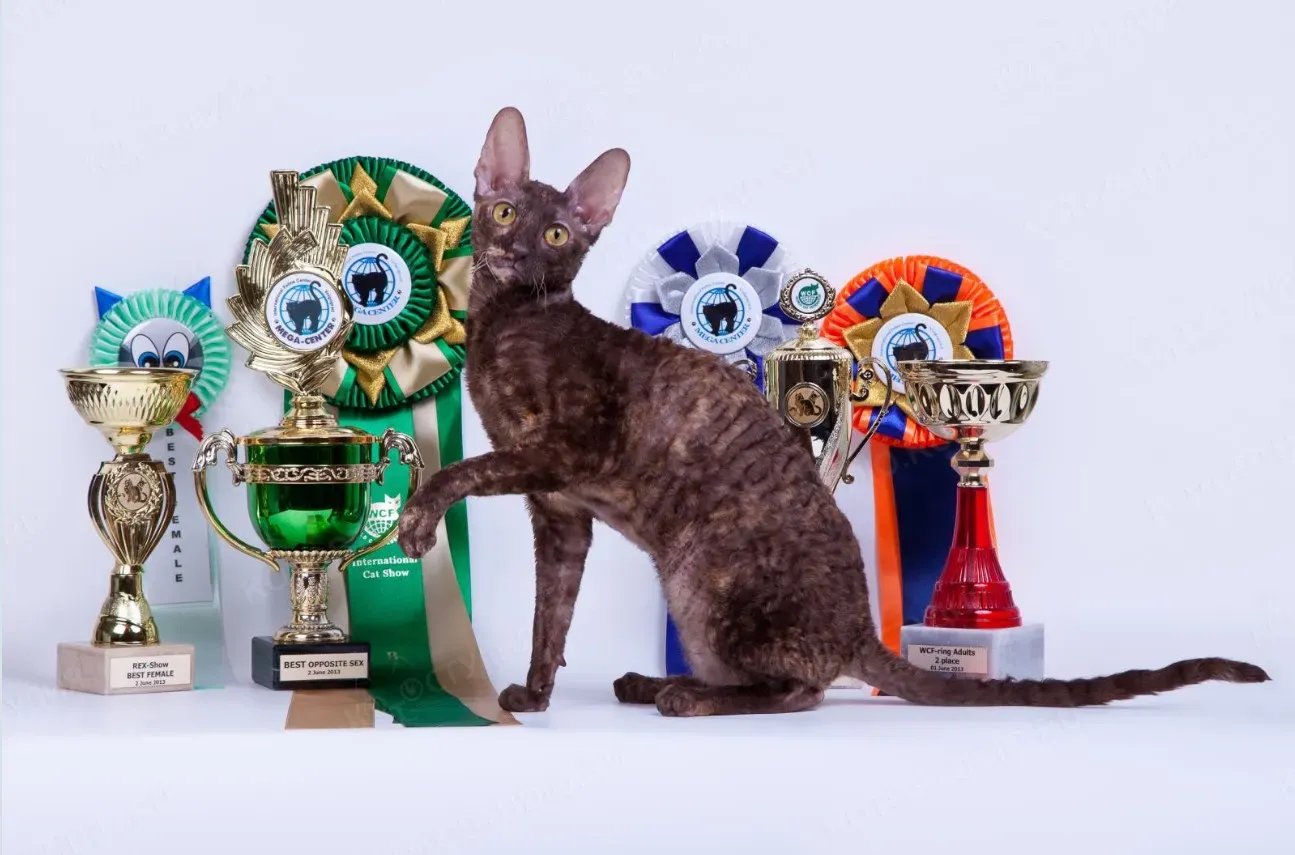 Котовина гордая и прекрасная