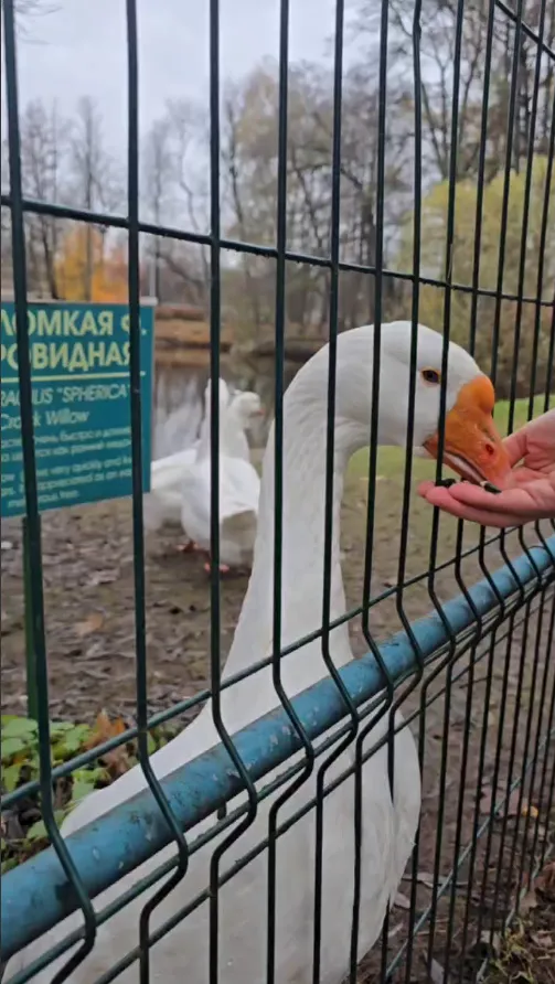 Ну как не насыпать добавки?