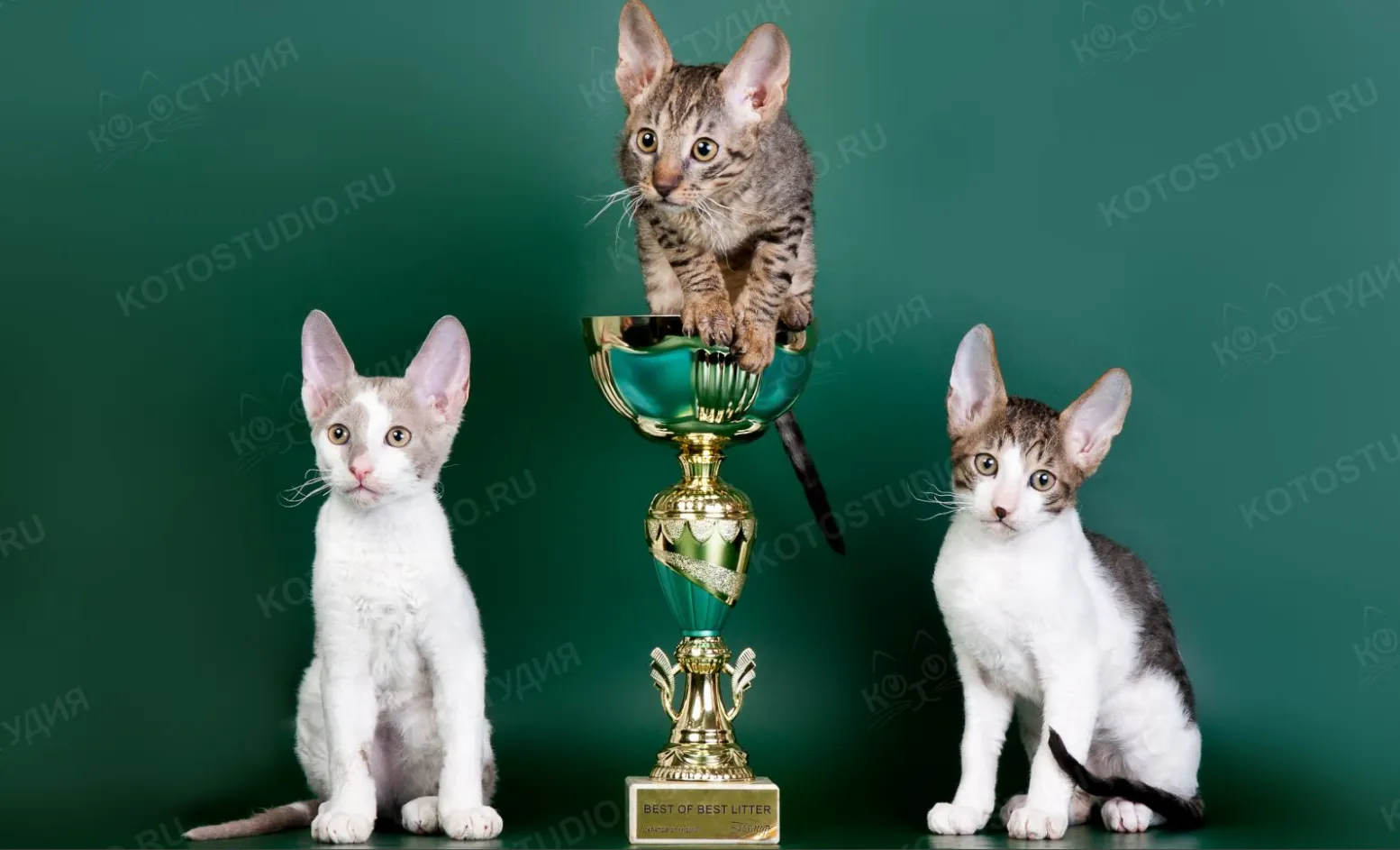 А тут посередине будущая мамочка тех троих милах )