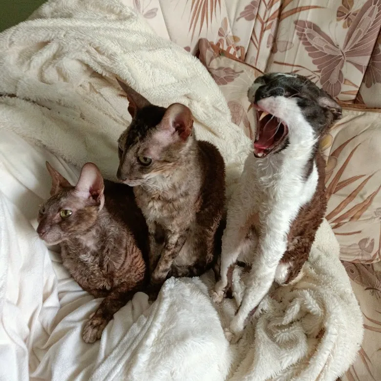 Фаня душераздирающе зевает