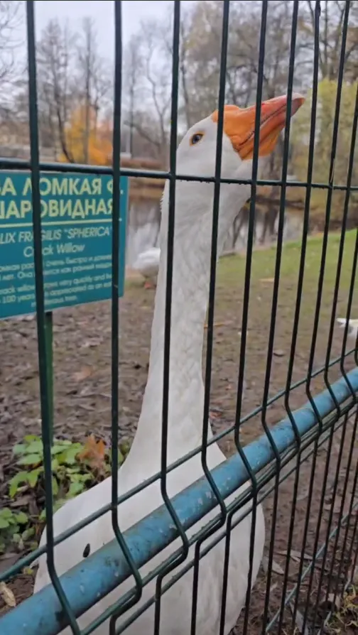 Когда еда на руке закончилась, а новой ещё не насыпали, гусик вытягивает шейку и говорит тонким голосом "А-а"