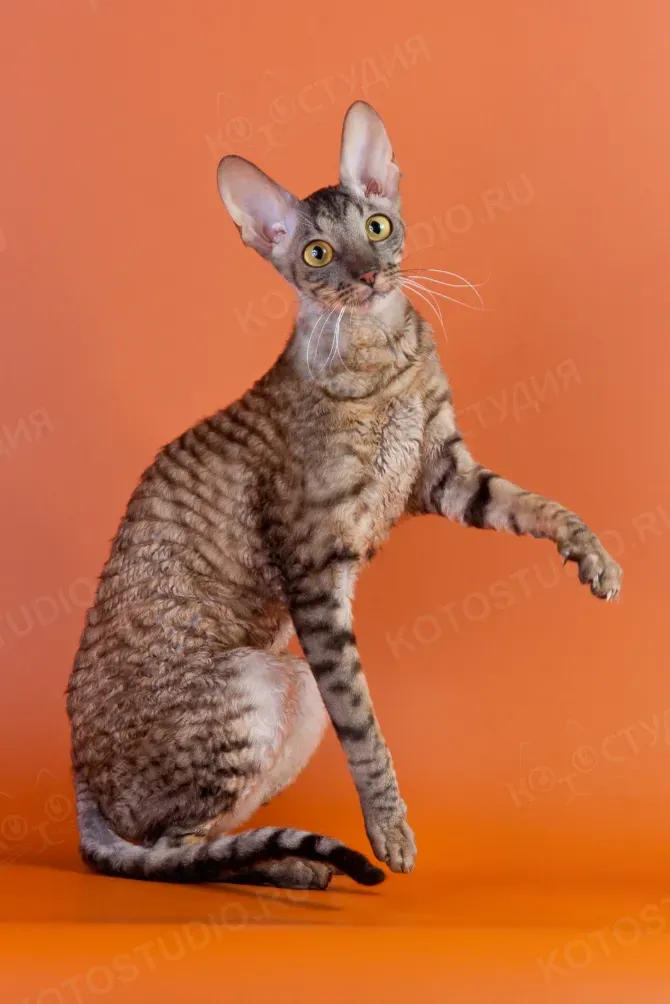 Поцелуйте мне ручку!&nbsp;