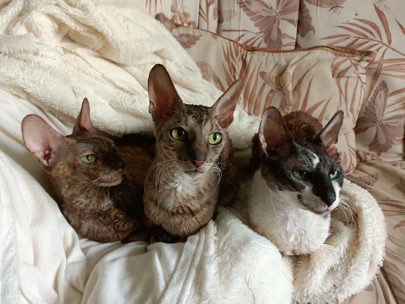 Три сонных морды