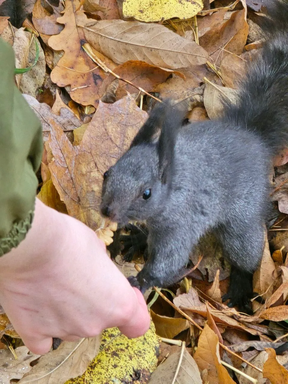 Белки там какие-то странные, некоторые берут орех, а некоторые смотрят и уходят по своим беличьим делам. Они прикольного цвета, не рыженькие, а чёрные с белой грудкой