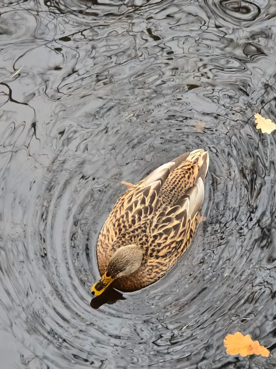 Утки - это просто прекрасно