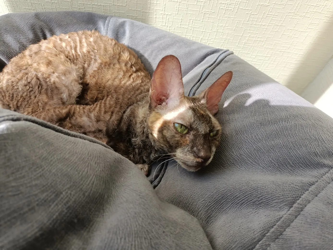 Котовина передаёт привет из своей солнечной ванны ))