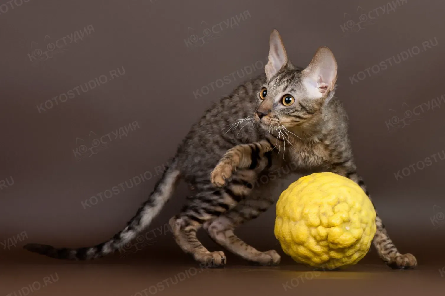 Нельзя просто взять и перестать показывать Чернушку. Это фото попало на разворот журнала Мой друг кошка не помню какого года ) 2012 или 13 кажется